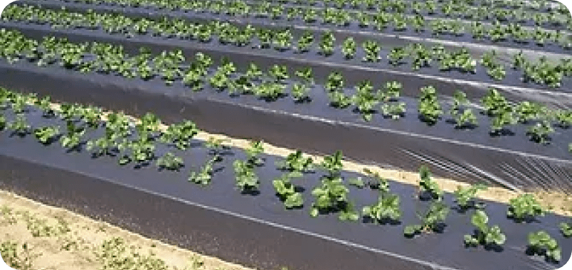 Пленка для мульчирования